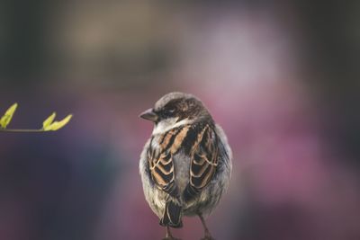 Close-up of bird perching outdoors