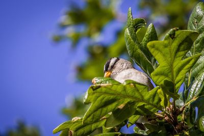 Close-up of bird perching on tree