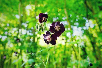 Close-up of purple flowering plant