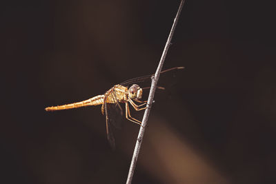 Close-up of insect over black background