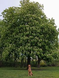 Dog sitting on field against trees