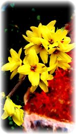 Close-up of yellow flowering plant