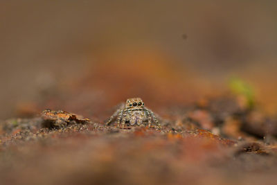 Close-up of animal on rock