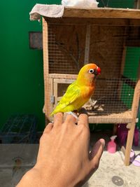 Close-up of a hand holding bird