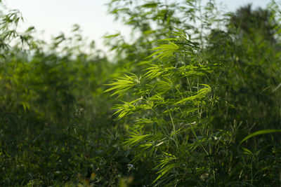 Close-up of fresh green plants on land