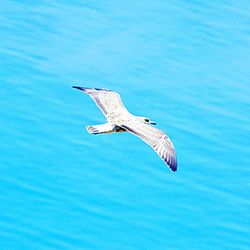 Bird on rock against white background