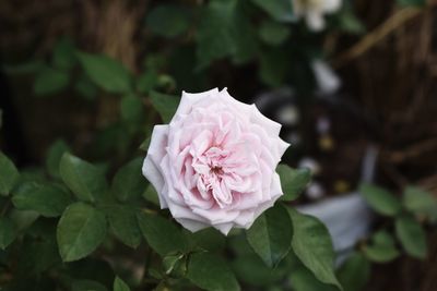 Close-up of pink rose