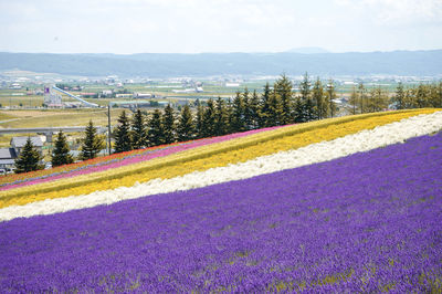 Scenic view of flowering plants on field against sky