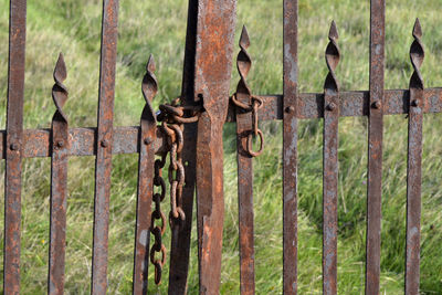 Close-up of snake on gate