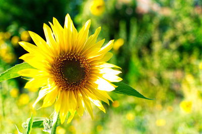 Close-up of sunflower