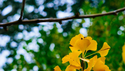 Close-up of yellow flower tree