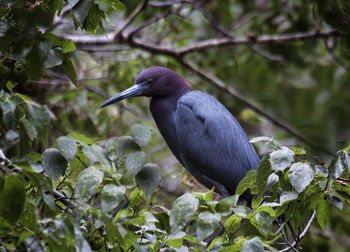 Bird perching on a tree