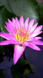 Close-up of pink water lily in lake