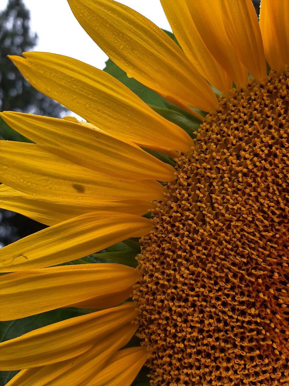 CLOSE-UP OF SUNFLOWER AGAINST CLEAR BLUE SKY