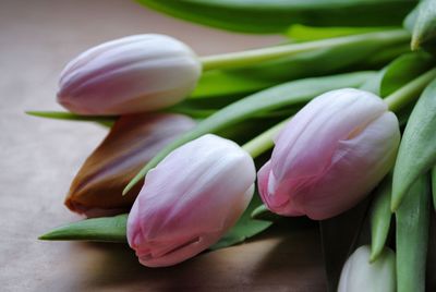 Close-up of pink flowers