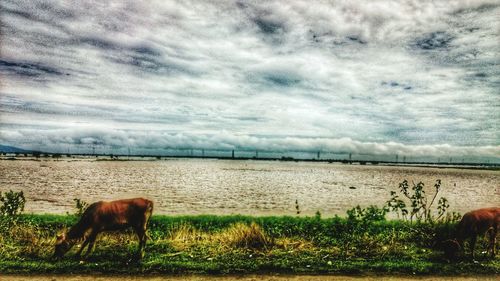 Horse grazing on field against sky