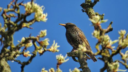 Low angle view of starling on tree