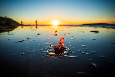 View of crab in sea during sunset