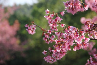 Close-up of pink cherry blossoms in spring