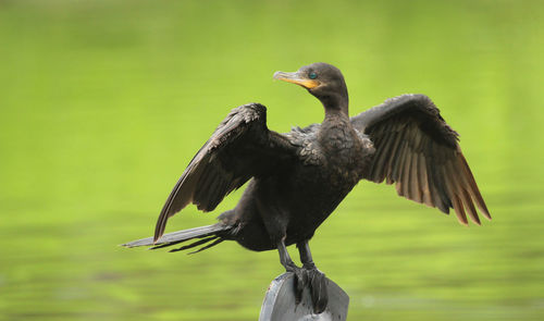 Neotropic cormorant bird spreading its winds