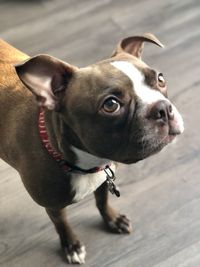 Portrait of dog looking away