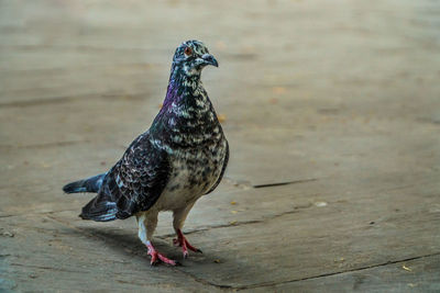 Close-up of pigeon perching on a land