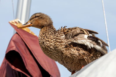 Low angle view of a bird