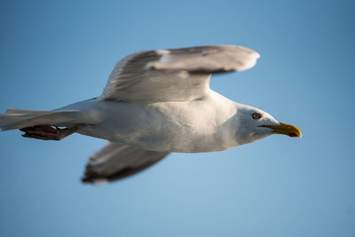 Low angle view of seagull flying against clear blue sky