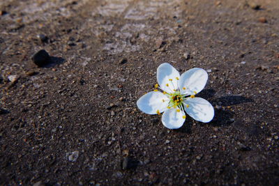 High angle view of white cherry blossoms