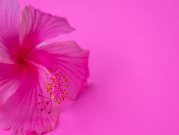 Close-up of pink rose flower