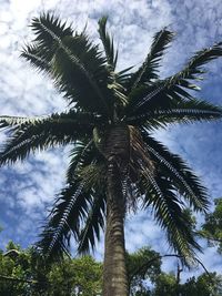 Low angle view of coconut palm tree against sky