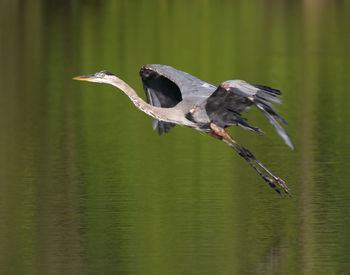 Bird flying over lake