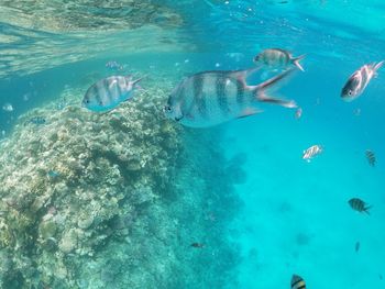 Fish swimming in sea