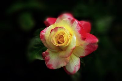 Close-up of pink rose