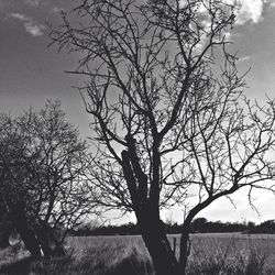 Bare trees on field