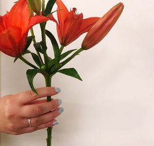 Close-up of hand holding plant against white background