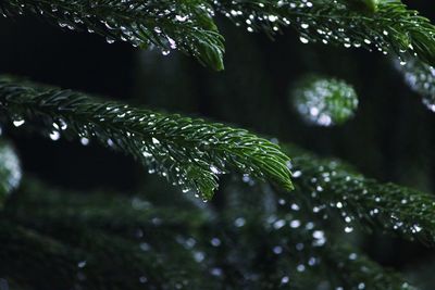 Close-up of raindrops on leaves