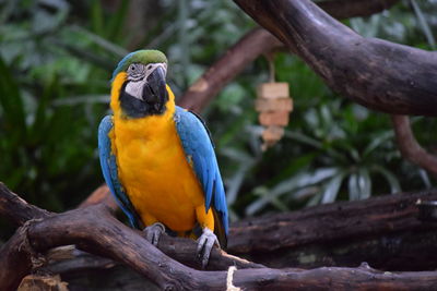 Close-up of parrot perching on tree