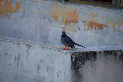 Bird perching on retaining wall