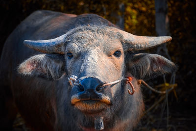 Close-up portrait of a horse