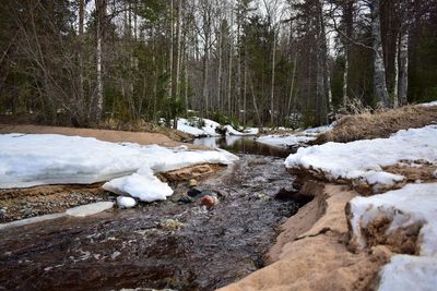 Scenic view of stream flowing in forest during winter