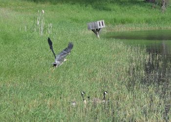 Birds flying over lake