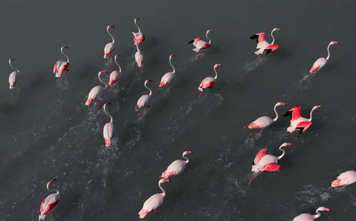 High angle view of birds flying over lake