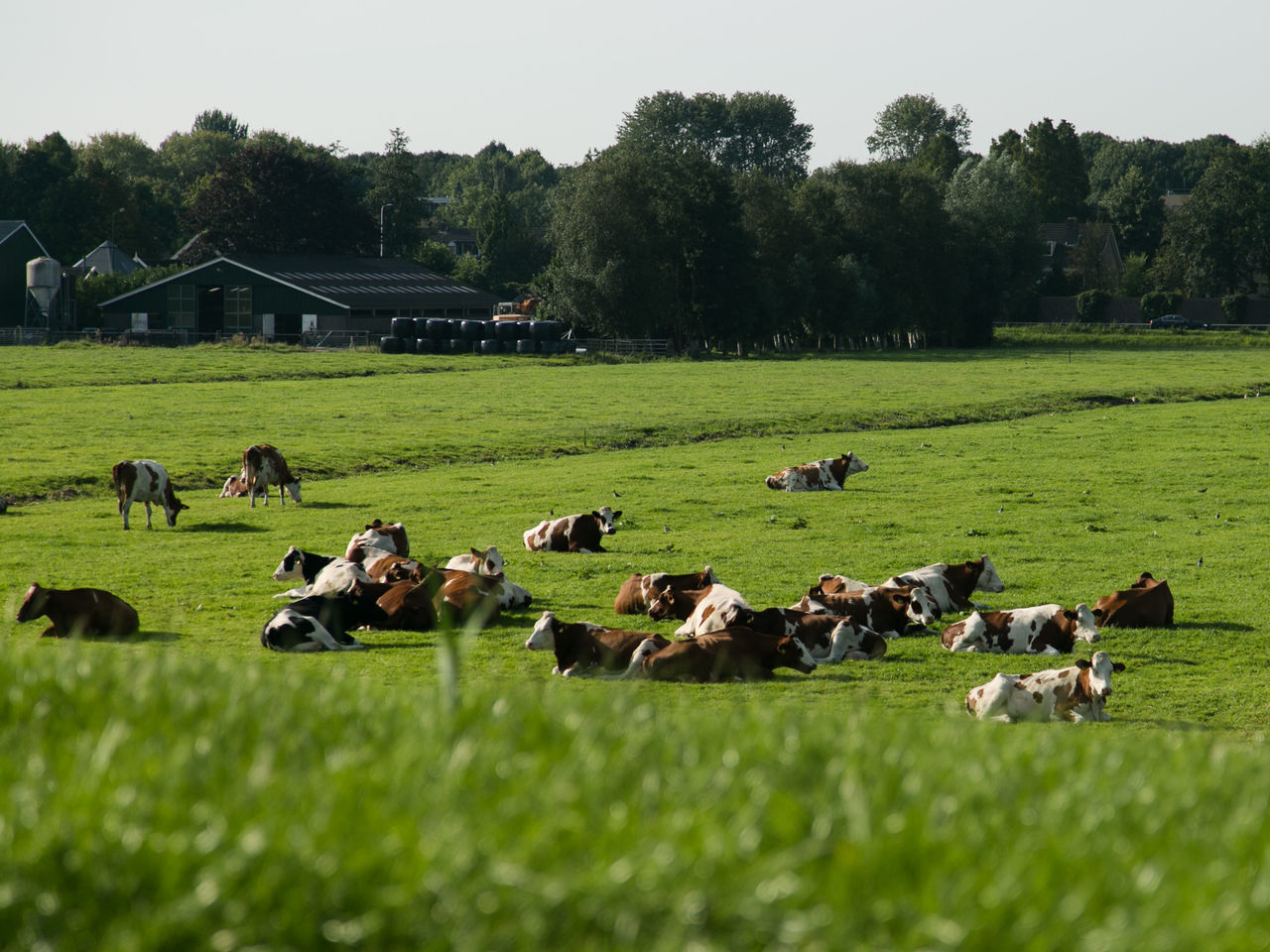 Cows, cows in the field