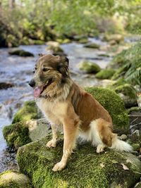 Dog looking away on rock