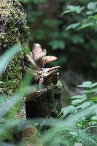 Close-up of turtle in the forest