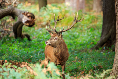 Deer in forest