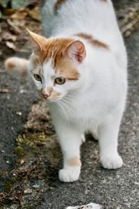 Close-up of cat looking away