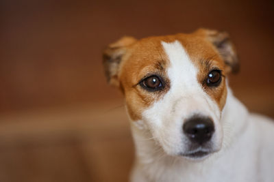 Dog jack russell terrier close-up