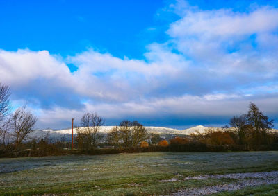 Bare trees on field against sky